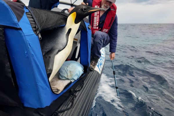 Der Kaiserpinguin ist zur Freude seiner Betreuer wieder in Freiheit (Handout). - © Miles Brotherson/Department of Biodiversity, Conservation and Attractions/AP