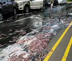 Die von der Oregon State Police zur Verf&uuml;gung gestellte Aufnahme zeigt Schleimaale, die am 13.07.2017 in Depoe Bay, USA, w&auml;hrend eines Unfalls von einem Lastwagen auf den Highway 101 gest&uuml;rzt waren. - &copy; Oregon State Police/dpa