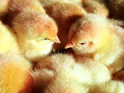 Kommt es zum Schredderverbot f&uuml;r m&auml;nnliche K&uuml;ken? - &copy; dpa