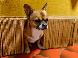 Viele Hunde suchen sich an Silvester ein sicheres Versteck, wenn es laut wird. - © dpa Themendienst