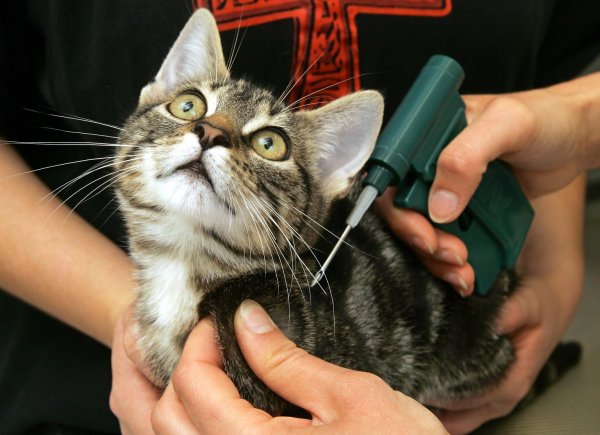 Kennzeichnung einer Katze - © Foto: Ingo Wagner/Archiv