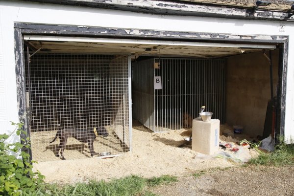 Hunde, die in Zwingern gehalten werden. Die Tiere wurden brutal trainiert und bis zum Kampfgewicht ausgehungert, bevor sie in Kämpfe verwickelt wurden, bei denen sie manchmal bis zum Tod kämpften. - © ---/RSPCA/PA Media/dpa