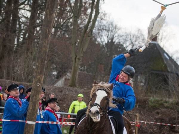 Der spätere Sieger des traditionellen Gänsereiten des Gänsereiter Clubs Sevinghausen, Jörg Wendorf, greift vom Rücken eines Pferdes nach einer hölzernen Gans. Das Landwirtschaftsministerium in NRW hat sich für ein Verbot des in Teilen des Landes traditionell durchgeführten Köpfens von Tierleichen ausgesprochen. - © Bernd Thissen/dpa
