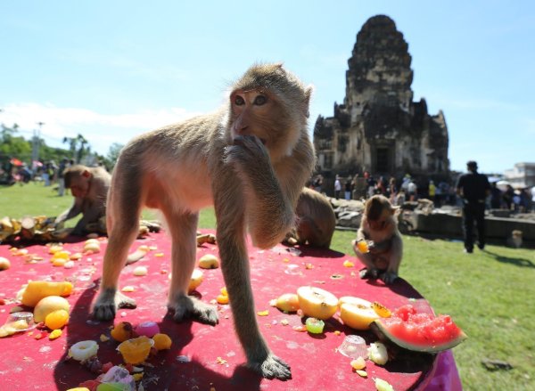 Affen in Thailand - © Foto: Narong Sangnak/EPA/dpa