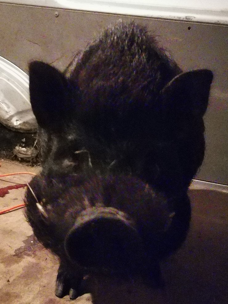 Das entlaufene Hängebauchschwein. - © Sylvia Frevert