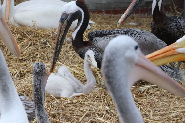 Zwei Adoptivväter kümmern sich im Berliner Tierpark um ein kleines Fleckschnabelpelikan-Küken. - © -/Tierpark Berlin/dpa