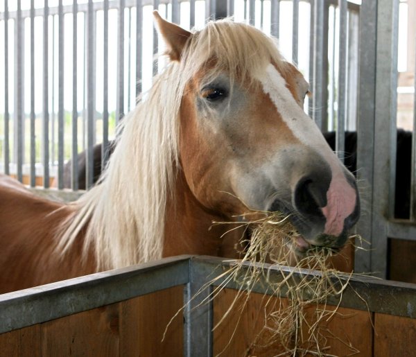 Pferd beim Fressen - © Foto: Carmen Jaspersen/Symbolbild