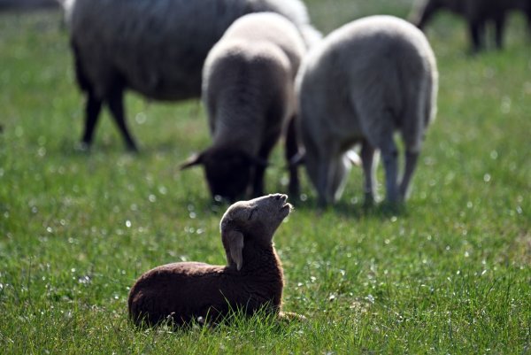 Kleinere Tiere wie Lämmer kann ein Goldschakal leicht erbeuten. (Symbolbild) - © Federico Gambarini/dpa