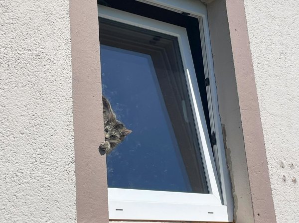 Mit Hilfe einer Drehleiter befreite die Feuerwehr das Tier. - © -/Feuerwehr Lage/dpa