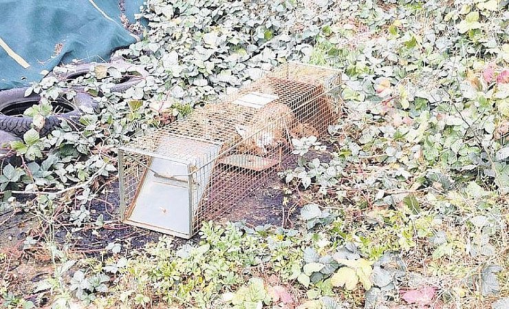 Der Fuchs musste vor seinem Tod in der Lebendfalle vermutlich lange leiden. Jetzt ermittelt die Polizei. - © Foto: pr/Jörg Dreier
