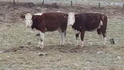 Diese zwei Rinder haben &uuml;ber Stunden hinweg Polizei und Feuerwehr auf Trab. - &copy; FOTO: CHRISTIAN MATHIESEN