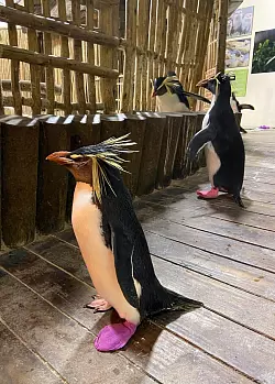 Pinguin - &copy; Foto: Nicole Macheroux-Denault/dpa