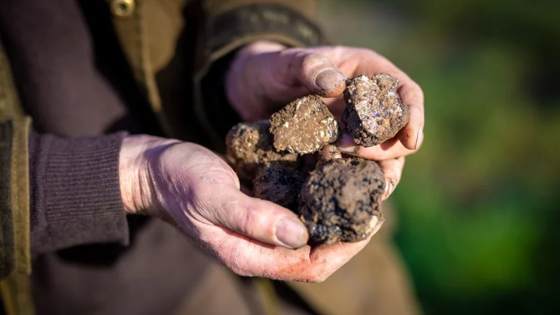 Frisch geerntet: Ein Tr&uuml;ffelbauer h&auml;lt das &laquo;schwarze Gold&raquo; in den H&auml;nden. - &copy; Moritz Frankenberg/dpa/dpa-tmn