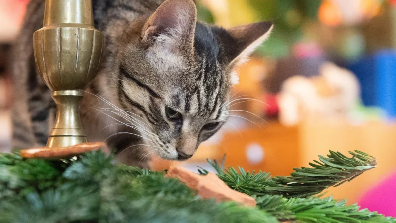 Weihnachtsbaum, Lametta, Schokolade und andere Leckereien sind f&uuml;r Haustiere ungeeignet und k&ouml;nnen zu schweren gesundheitlichen Sch&auml;den f&uuml;hren. - &copy; Franziska Gabbert/dpa-tmn
