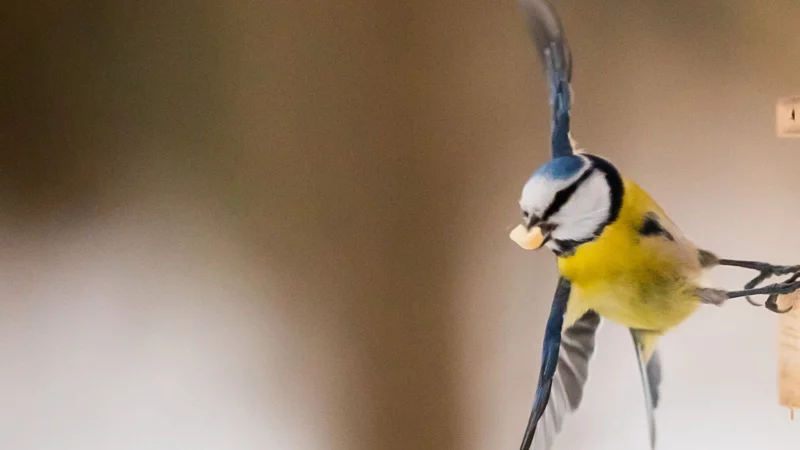 Selbstgemachtes Vogelfutter bietet Wintervögeln nahrhafte Energie und sind ein tolles Bastelprojekt für die Adventszeit. - © Christoph Soeder/dpa/dpa-tmn