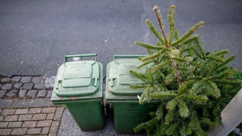 Weihnachtsb&auml;ume sollten weder im Ofen verbrannt noch an Haustiere verf&uuml;ttert werden. - &copy; Fabian Strauch/dpa/dpa-tmn