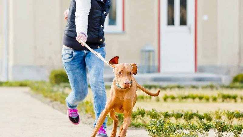 Der Hund bestimmt, wo es langgeht? Mit ein paar einfachen Tricks l&auml;sst sich der Spie&szlig; umdrehen. - &copy; Monique W&uuml;stenhagen/dpa-tmn