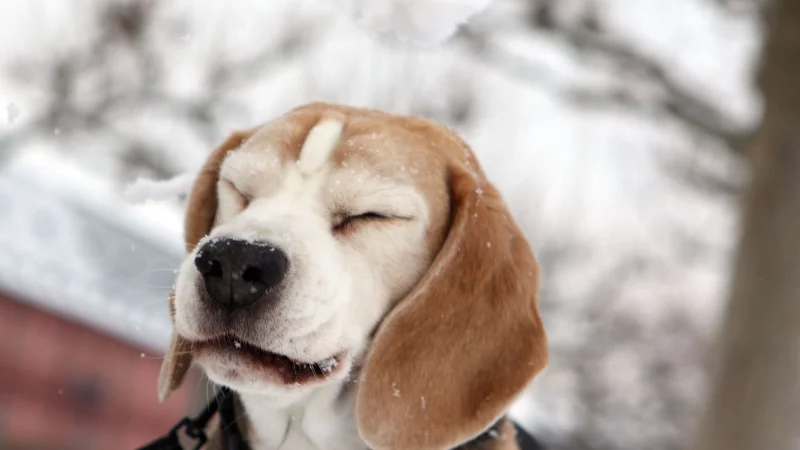 Eine Gassitour im Winter kann ganz sch&ouml;n unangenehm sein. &Auml;ltere oder gesundheitlich angeschlagene Hunde brauchen hier besondere R&uuml;cksicht. - &copy; Fredrik von Erichsen/dpa/dpa-tmn