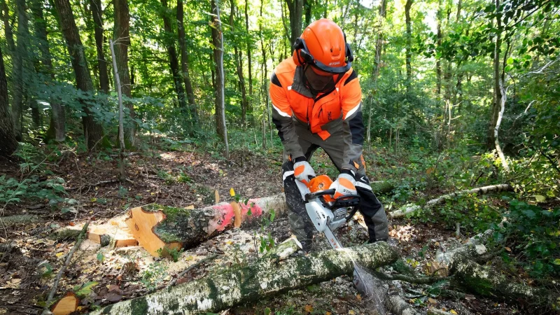 Kr&auml;ftige St&auml;mme, starkes Ger&auml;t: Wer B&auml;ume mit einem Durchmesser von mehr als zehn Zentimeter bezwingen will, muss zur Benzin-Motors&auml;ge greifen. - &copy; Claudio Kalex/SidM/selbst.de/dpa-tmn