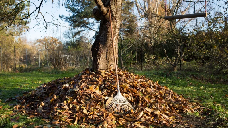 Laubhaufen im Garten? Statt das Herbstlaub zu entsorgen, kann es als Unterschlupf f&uuml;r Igel und Insekten dienen. - &copy; Florian Schuh/dpa-tmn