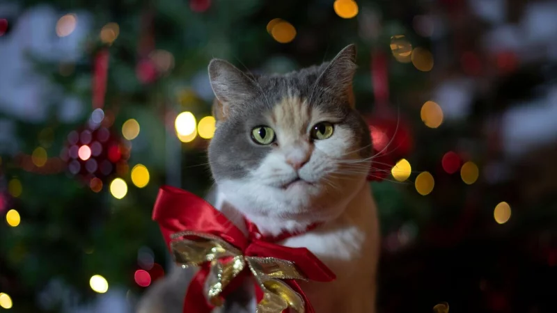 So s&uuml;&szlig; sie auch aussehen: Haustiere sind als Weihnachtsgeschenk keine gute Idee. - &copy; Ina Fassbender/dpa-tmn