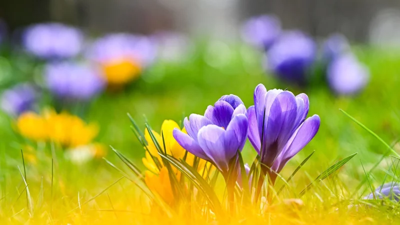 Krokusse, Tulpen, Narzissen: Wer sie im Fr&uuml;hjahr im Garten bl&uuml;hen sehen m&ouml;chte, muss im Herbst Zwiebeln setzen. - &copy; Jens Kalaene/dpa/dpa-tmn