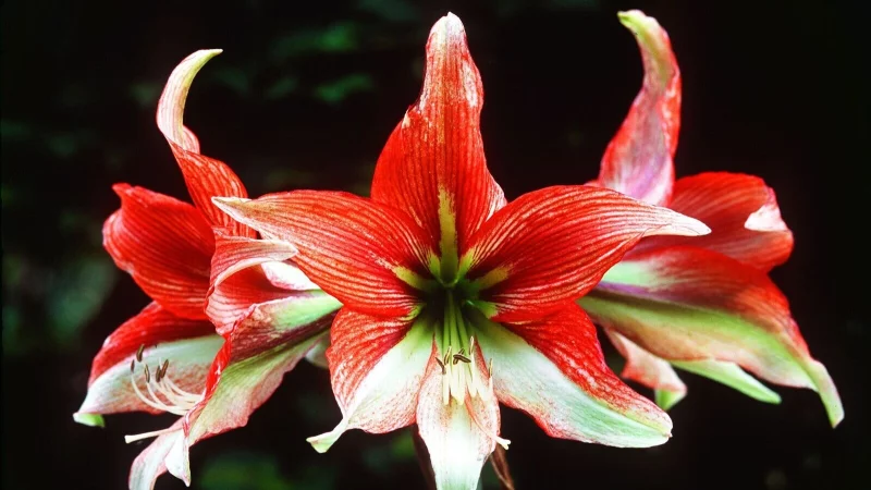 Farbtupfer im Winter: Mehrjährige Zimmerpflanzen wie die Amaryllis sind in der Weihnachtszeit eine hübsche Alternative zum Weihnachtsstern. - © Marion Nickig/dpa-tmn