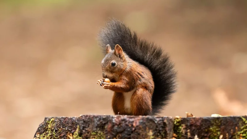 Wer Eichhörnchen im Winter helfen möchte, kann mit Nüssen, Samen und einer sicheren Futterstelle viel bewirken. - © Silas Stein/dpa/dpa-tmn