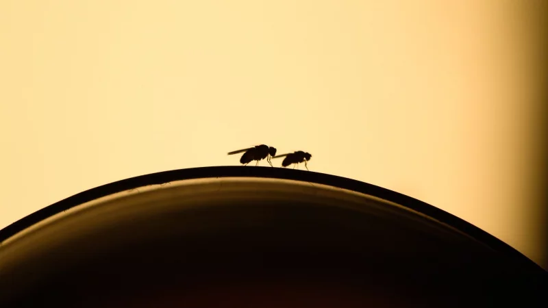 L&auml;stige Fruchtfliegen: Mit ein paar Handgriffen kann man einen Befall vermeiden. - &copy; Klaus-Dietmar Gabbert/dpa-tmn