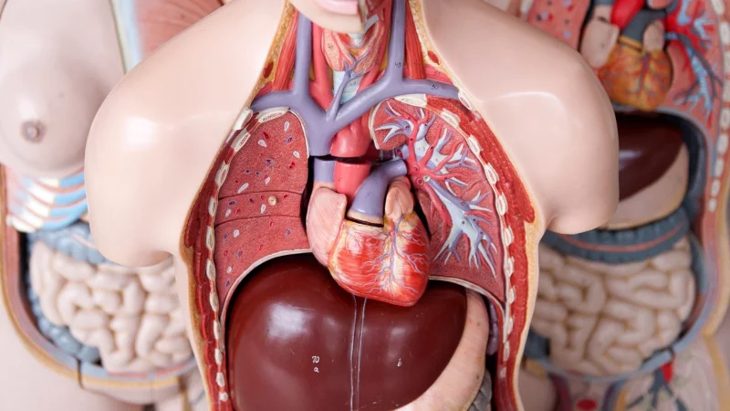 Wenn Gef&auml;&szlig;e, die das Herz mit Sauerstoff und N&auml;hrstoffen versorgen, sich verschlie&szlig;en, spricht man von einem Herzinfarkt. - &copy; Emily Wabitsch/dpa/dpa-tmn