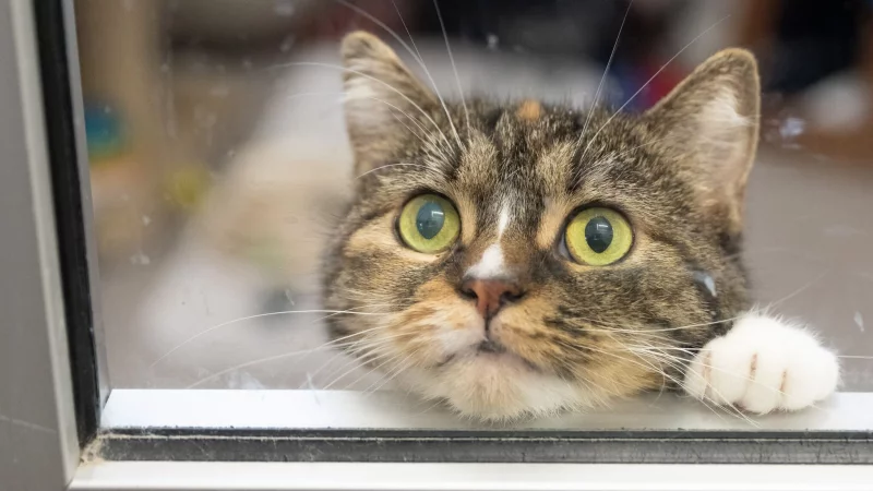 So langweilig: Es gibt aber Möglichkeiten, damit Katzen in der Wohnung auch im Herbst gut beschäftigt sind. - © Boris Roessler/dpa/dpa-tmn
