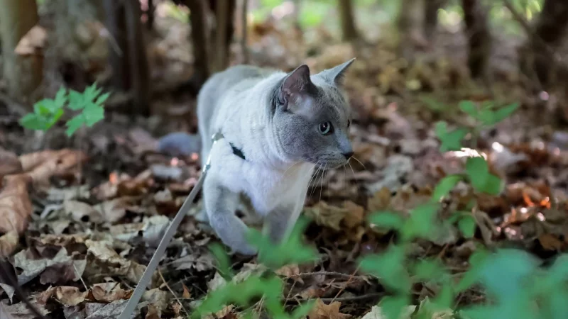Spazierg&auml;nge an der Leine bieten Abwechslung &ndash; wenn die Katze sich wohlf&uuml;hlt. - &copy; Karolin Kr&auml;mer/dpa-tmn