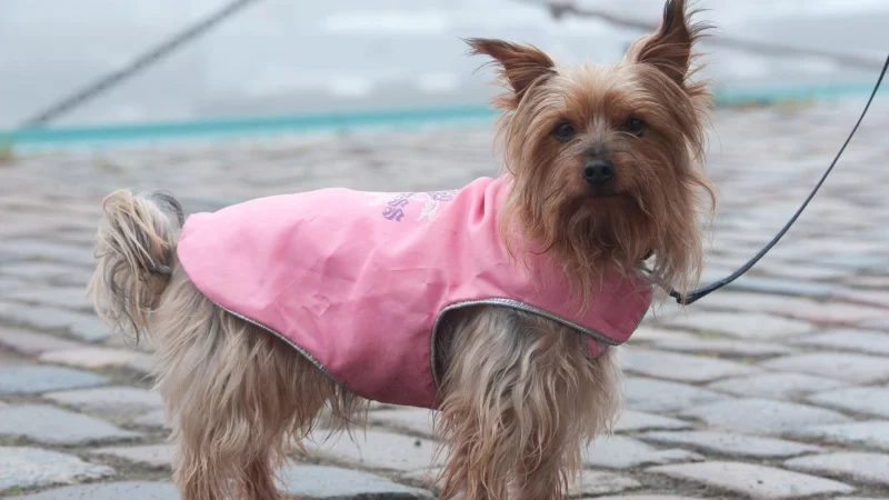 Sch&uuml;tzt bei Regen und K&auml;lte: Bei kurzbeinigen Rassen kann ein Wintermantel f&uuml;r Wuffi sinnvoll sein. - &copy; Stefan Sauer/dpa/dpa-tmn