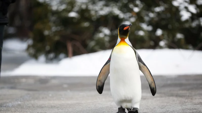 Der Pinguin-Gang verschafft dem K&ouml;rper mehr Stabilit&auml;t. - &copy; John Minchillo/AP/dpa-tmn
