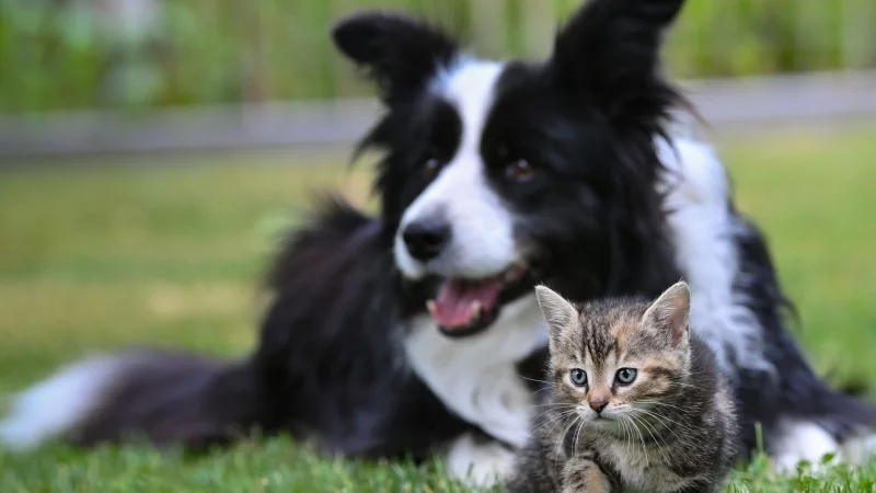 Ein Herz und eine Seele? Mit Geduld und Gelassenheit kann die Zusammenführung von Hund und Katze funktionieren. - © Patrick Pleul/dpa