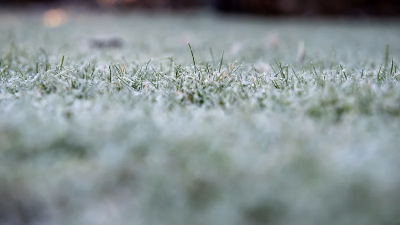 Mit der richtigen Vorbereitung kommt der Rasen gut durch den Winter: M&auml;hen bis die Temperaturen unter 10 Grad fallen, Laub entfernen und im Oktober noch einmal mit speziellem Herbstd&uuml;nger versorgen. - &copy; Zacharie Scheurer/dpa-tmn