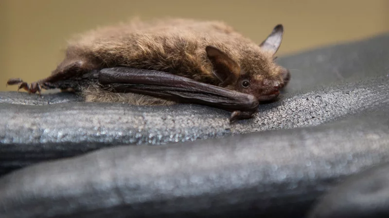 Für ihren Winterschlaf ziehen sich manche Fledermäuse gerne in Holzstapel zurück. - © Ole Spata/dpa/dpa-tmn