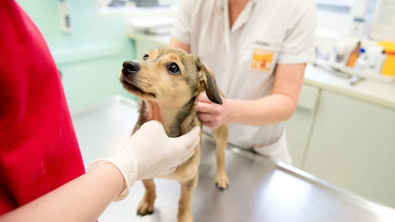 Eine Kastration wirkt sich auf den Hormonhaushalt - und damit oft auch auf das Verhalten des Hundes - aus. - © Inga Kjer/dpa-tmn