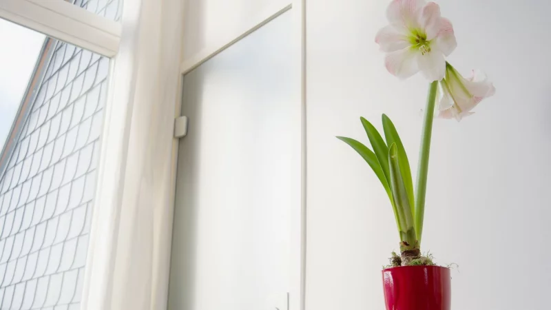 Die Amaryllis mag es hell, vertr&auml;gt aber keine direkte Mittagssonne. - &copy; Andrea Warnecke/dpa-tmn