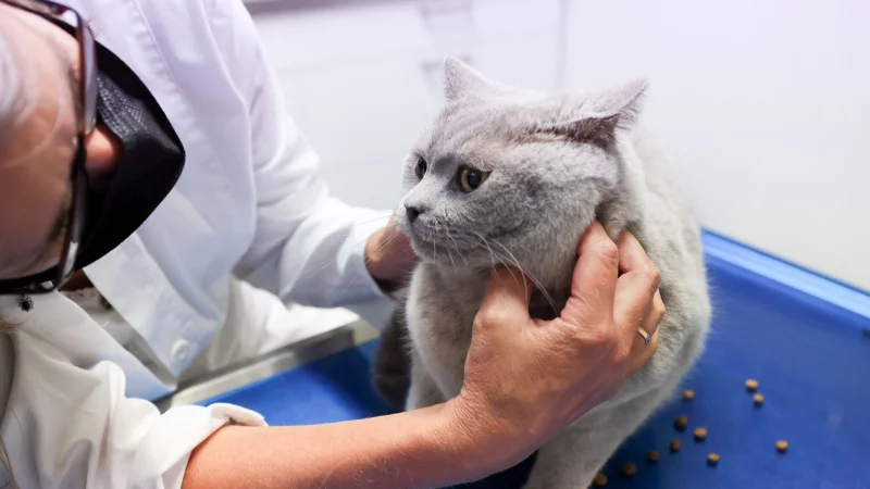 Juckreiz, Fellverlust und Magen-Darm-Beschwerden k&ouml;nnen auf eine Nahrungsmittelallergie bei Hund oder Katze hinweisen, daher sollten solche Symptome immer vom Tierarzt abgekl&auml;rt werden. - &copy; Karolin Kr&auml;mer/dpa-tmn