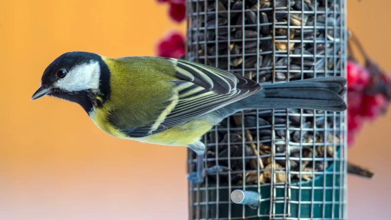 Hunger? Meisen und Co. freuen sich im Winter &uuml;ber Unterst&uuml;tzung bei der Futtersuche. - &copy; Patrick Pleul/dpa/dpa-tmn