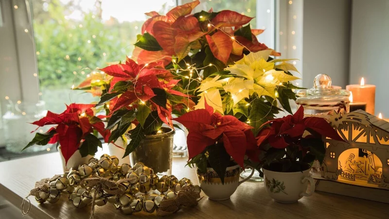 Schwere Vergiftungen durch Weihnachtsdeko sind selten, aber Vorsicht ist besser als Nachsicht. - &copy; Christin Klose/dpa-tmn