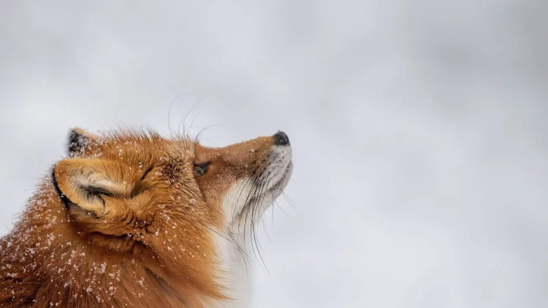 Was macht der Fuchs im Winter? Er h&auml;lt keinen Winterschlaf, sondern geht auf M&auml;usejagd. - &copy; Lino Mirgeler/dpa/dpa-tmn