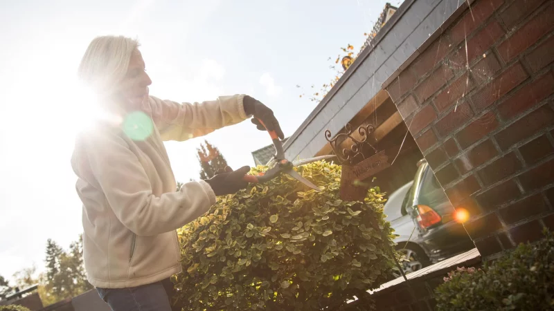 Hecken sollten erst im Herbst geschnitten werden, wenn das Wachstum abgeschlossen ist &ndash; f&uuml;r saubere Konturen in den Wintermonaten. - &copy; Christin Klose/dpa-tmn