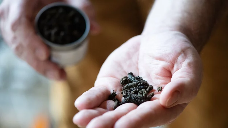 Schokoladenpfeffer zählt zu den Lang- oder Stangenpfeffern. - © Franziska Gabbert/dpa-tmn