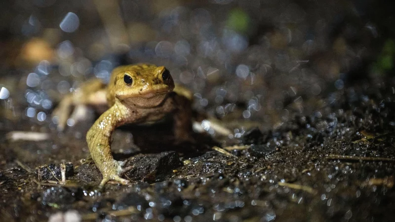 Auf dem Weg ins Winterquartier: Nat&uuml;rliche R&uuml;ckzugsorte, wie Laub- und Komposthaufen, bieten Kr&ouml;ten, Fr&ouml;schen und Molchen Schutz vor Frost. - &copy; Pia Bayer/dpa/dpa-tmn