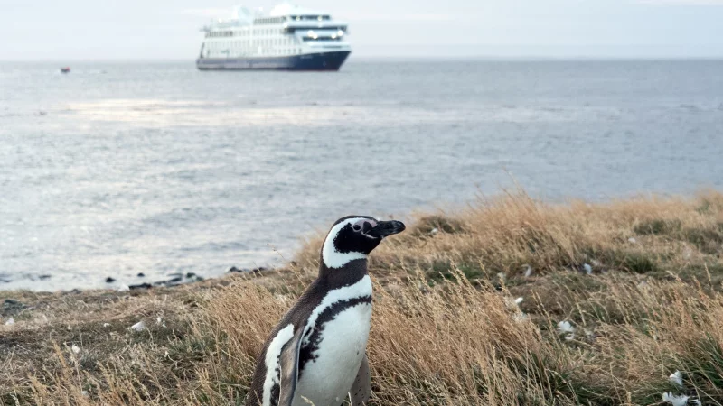 An Land ungelenk, im Wasser pfeilschnell: Auf der Insel Magdalena leben die Magellanpinguine. - &copy; Andreas Drouve/dpa-tmn