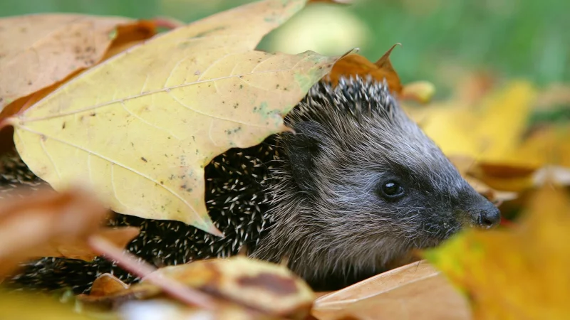 Schutz und W&auml;rme: Igel nutzen Laubhaufen gern als Versteck. - &copy; Patrick Pleul/dpa/dpa-tmn