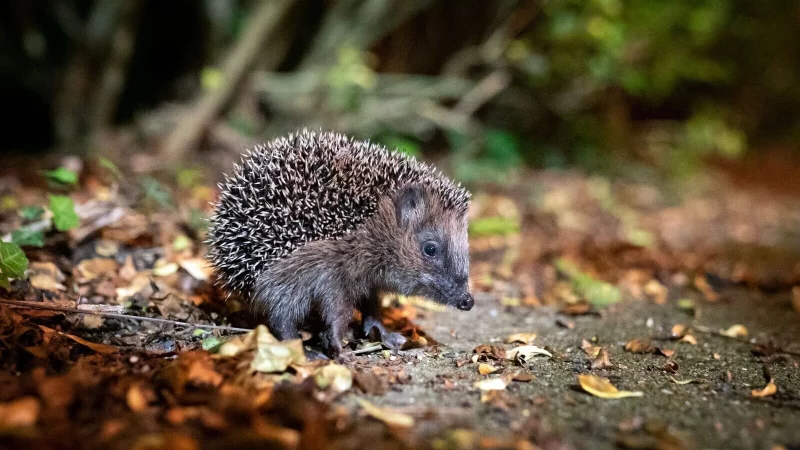 Auf der Suche nach Schutz und Nahrung: Gartenbesitzer k&ouml;nnen Igel im Herbst unterst&uuml;tzen. - &copy; Jonas Walzberg/dpa/dpa-tmn