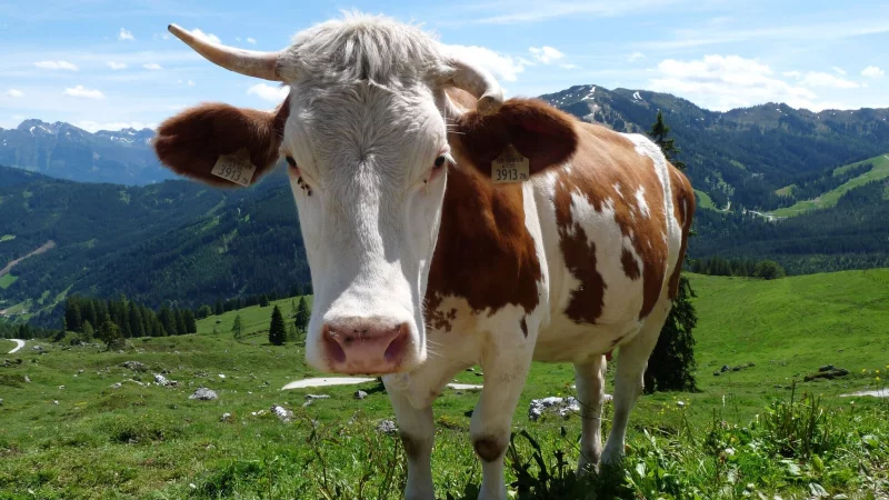 «Weidemilch» klingt nach Kühen auf riesigen, saftigen Wiesen – doch was steckt wirklich hinter dem Begriff? - © Merle Schmalenbach/dpa-tmn